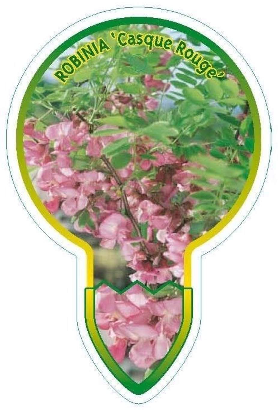 Robinia mar. 'Casque Rouge' - C5 125-150 CM